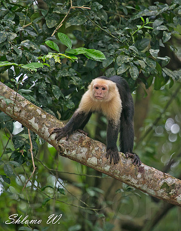 Capuchin