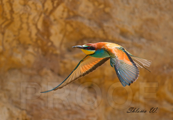 Bee-eater