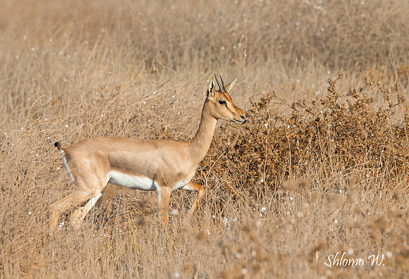 Israeli Gazelle