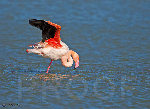 Flamingo