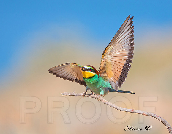 Bee-eater with a bee