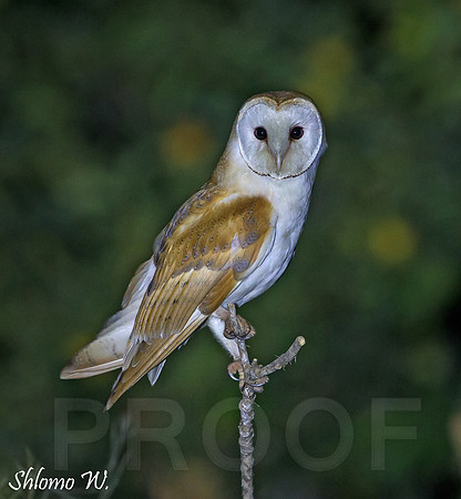 Barn Owl