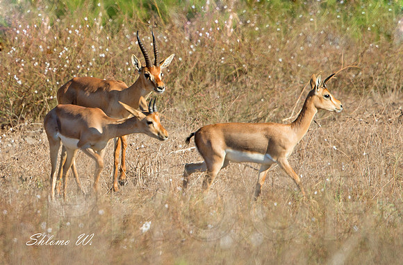 Gazelle's