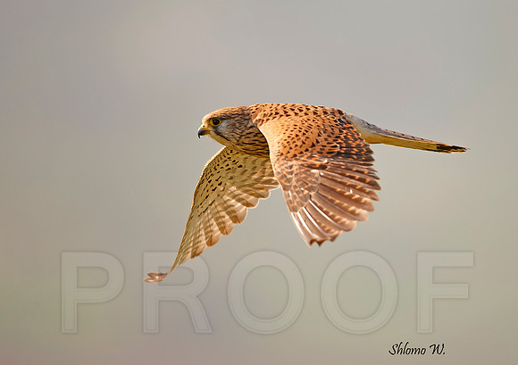 Common Kestrel