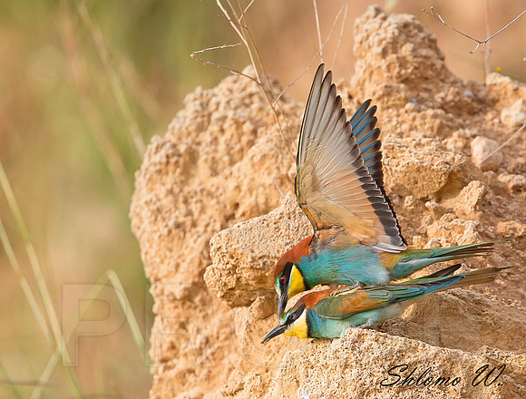 Pair of Bee-eaters in love