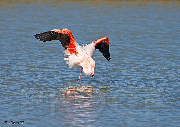 Flamingo