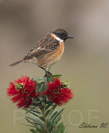 Stonechat