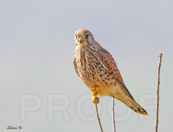 Common Kestrel