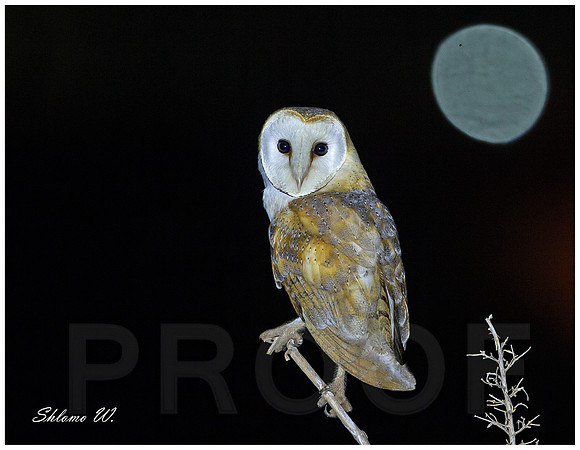Barn Owl
