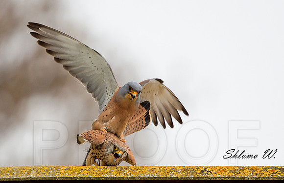 Love of Lesser Kestrel 1