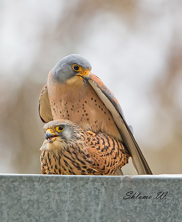 Love of Lesser Kestrel 5