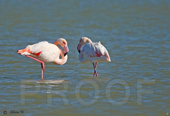Flamingo