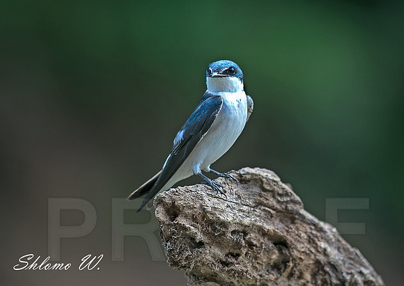 Blue-white Swallow