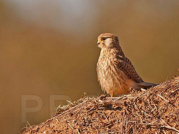Common Kestrel
