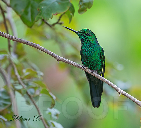 Green-Crowned Brilliant Hummingbird