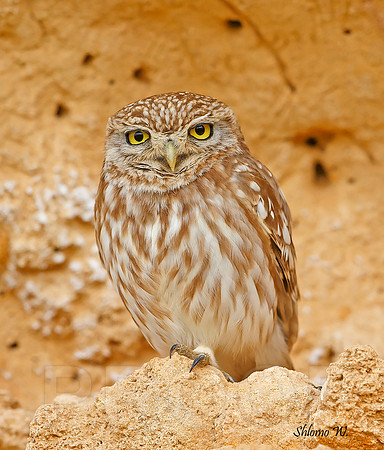 Little Owl
