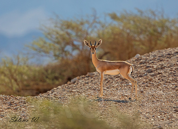 Mountain Gazelle
