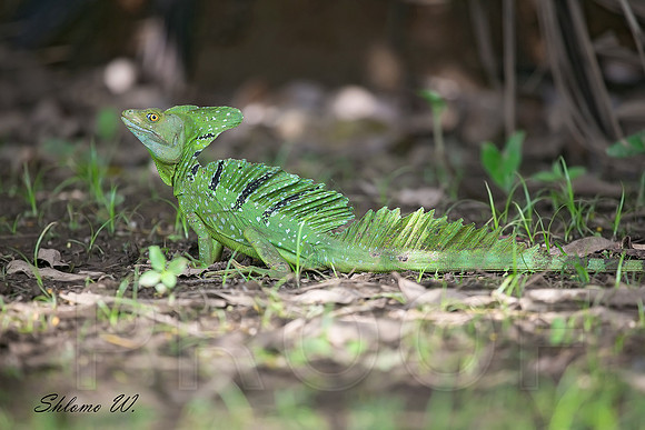 Green Basilisk Lizard-Female