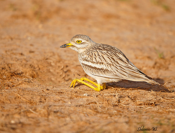 Stone-curlew