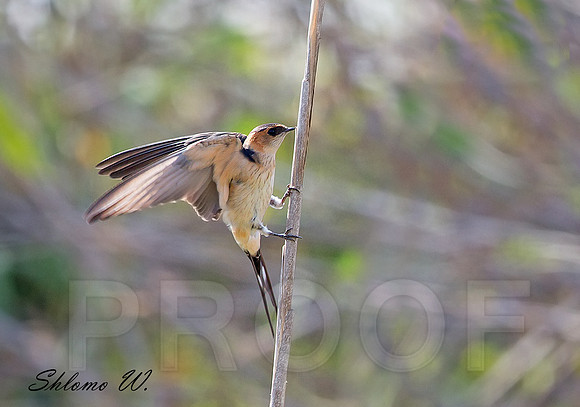 Red-Rumped Swallow
