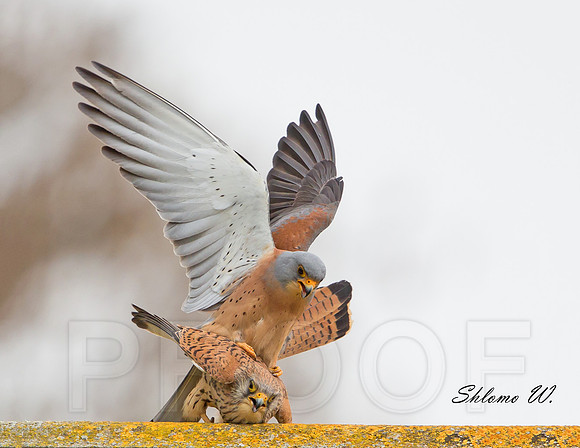 Lesser Kestrel - male and female love action