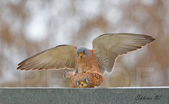 Love of Lesser Kestrel 4