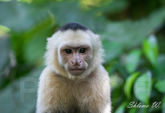 Capuchin