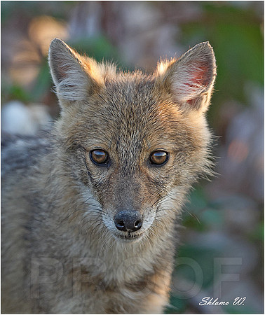 Golden Jackal