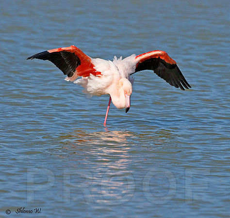 Flamingo